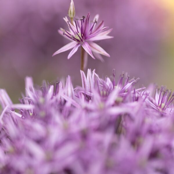 allium-7252980_1280