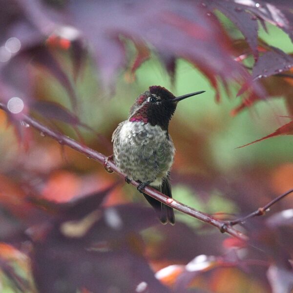 hummingbird-6350850_1280