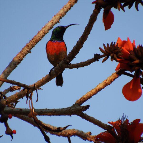hummingbird-1319715